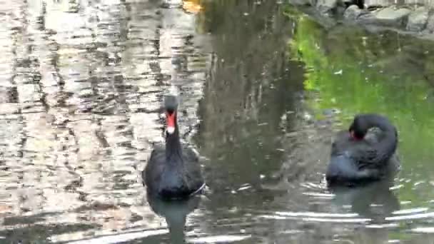 İki güzel siyah kuğular gölde yüzmeye. Biri kendini Temizleme. — Stok video