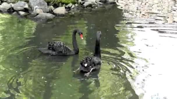 Deux beaux cygnes noirs nageant dans le lac . — Video