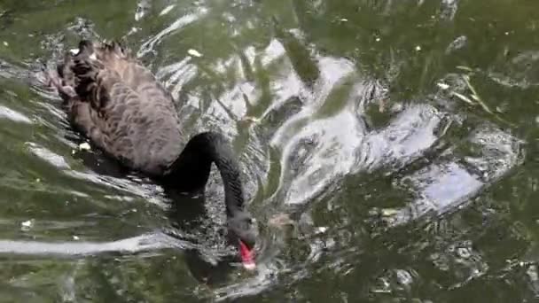 Krásné černé labuti plavání v jezeře. Zpomalený pohyb. Hlavou. — Stock video