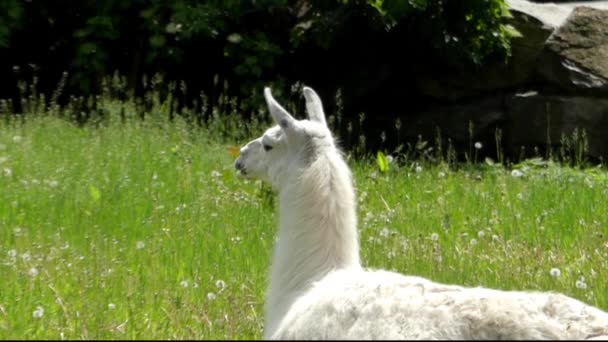 Lama blanc allongé sur le terrain et reposant . — Video