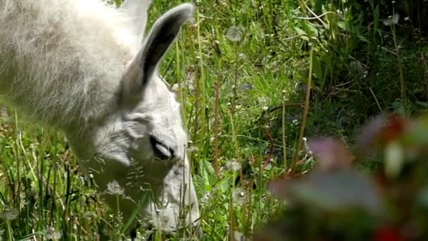 Piękna akcja zwierząt: białe Lamy żucia trawa zbliżenie. Zwolnionym tempie. — Wideo stockowe
