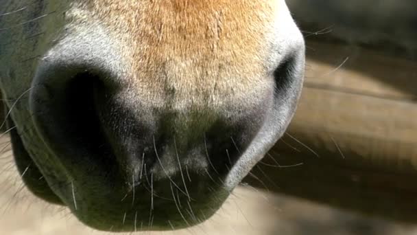 As narinas dos cavalos fecham-se. Movimento lento . — Vídeo de Stock