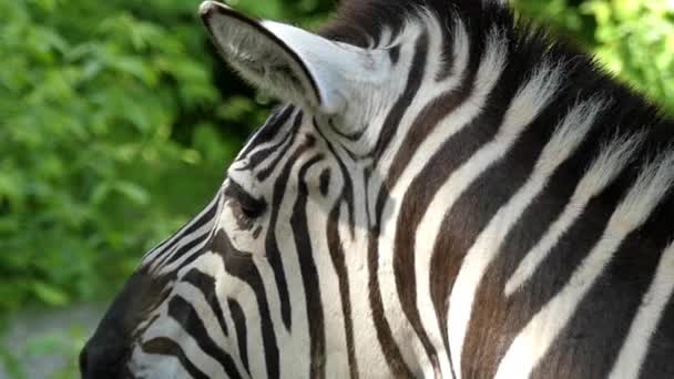 A Zebra Head Moves in Slow Motion. — Stock Video