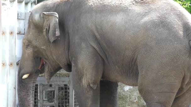 Der große Elefant frisst Heu und Gras in Zeitlupe. Nahaufnahme. — Stockvideo