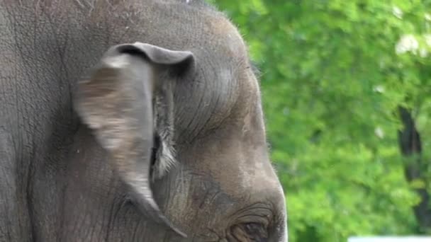 Orelhas de elefante em câmera lenta . — Vídeo de Stock