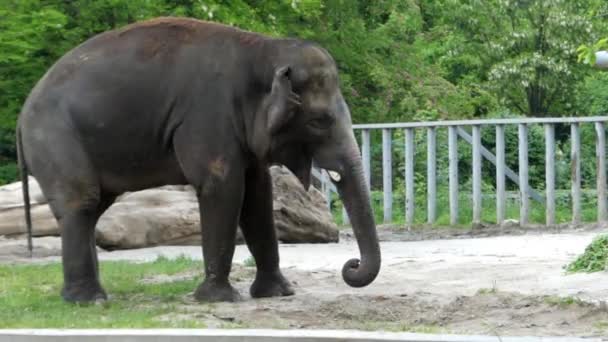 Big Elephant ест яблоки с пола и ходит . — стоковое видео