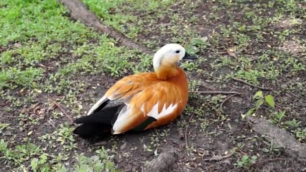 Kachna, co červený Shelduck spočívá na břehu jezera. — Stock video