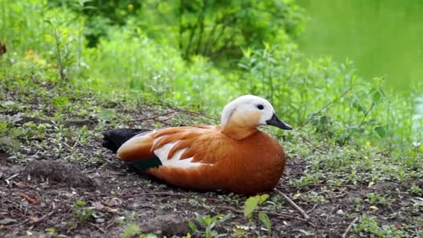 Kachna, co červený Shelduck spočívá na břehu jezera. — Stock video