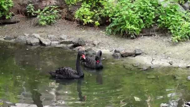 Dos hermosos cisnes negros nadan graciosamente en el lago . — Vídeo de stock