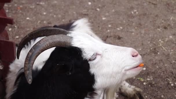 Ziege frisst Möhre. Hand füttert die Ziege und sie kaut. — Stockvideo