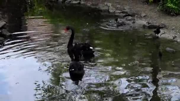 Two Beautiful Black Swans Gracefully Swim in the Lake. — Stock Video