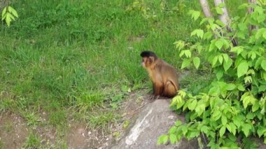Yere koşturup bir Capuchin maymunu.