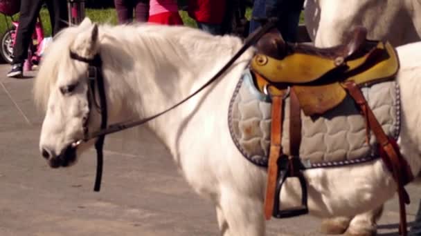 White Pony Shakes Her Head. — Stock Video