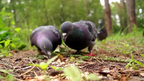 Palomas comen grano Primer plano . — Vídeos de Stock