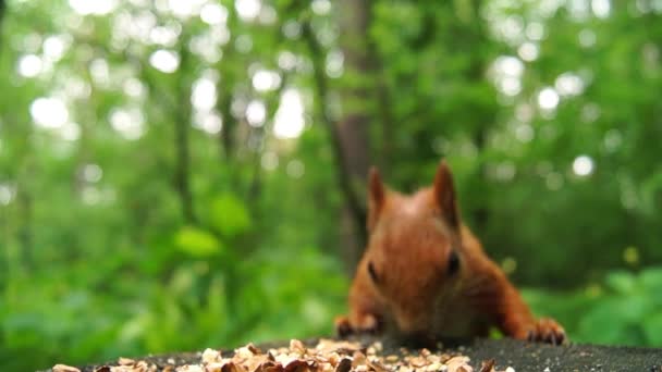 Schattige rode eekhoorn springt op een boomstronk en begint te eten van moer. — Stockvideo