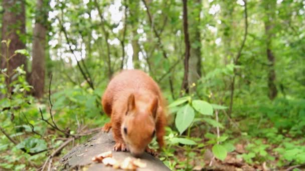 Carino scoiattolo rosso salta su un tronco d'albero e inizia a mangiare noce . — Video Stock