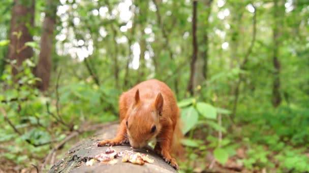 Schattige rode eekhoorn springt op een boomstronk en begint te eten van moer. — Stockvideo