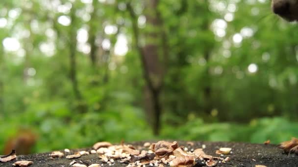 La ardilla roja salta sobre un tocón de árbol y comienza a comer la nuez . — Vídeos de Stock