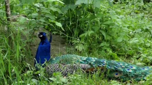 Beautiful Peacock Lies and Has a Rest in the Grass. — Stock Video
