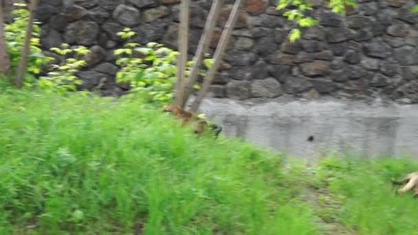 Обезьяна-капуцин, бегущая по канаве . — стоковое видео