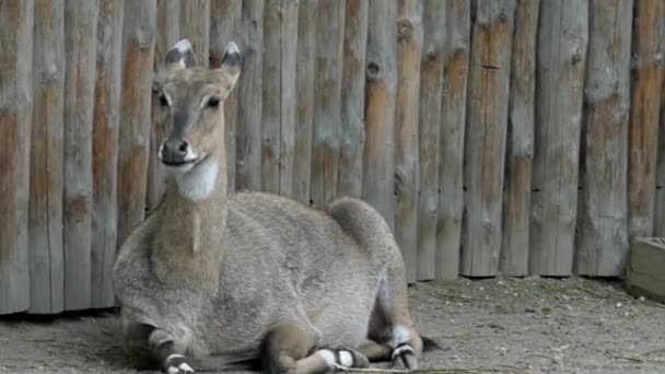 Antilope reposant au ralenti. Zoo . — Video