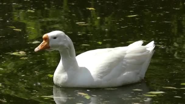 The Wild White Goose Swimming in the Lake. Slow Motion. — Stock Video