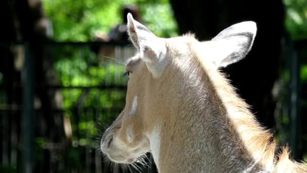 Hoofd Antelope op zoek in verschillende richtingen. Actie in Slow Motion. — Stockvideo