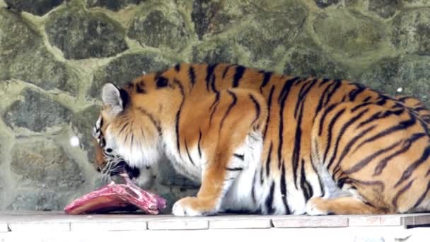 Der Tiger frisst Fleisch und leckt. — Stockvideo