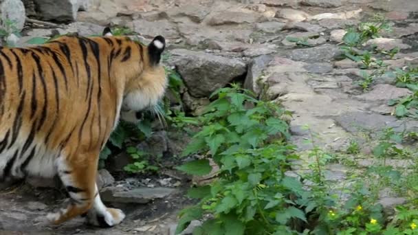 Tiger Walking in Slow Motion. — Stock Video