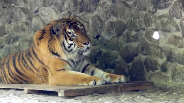 Tiger ligga och vila. på himlen flyger poppel Fluff. — Stockvideo