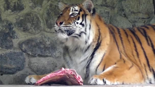 De tijger eet vlees en likt in Slow Motion. — Stockvideo