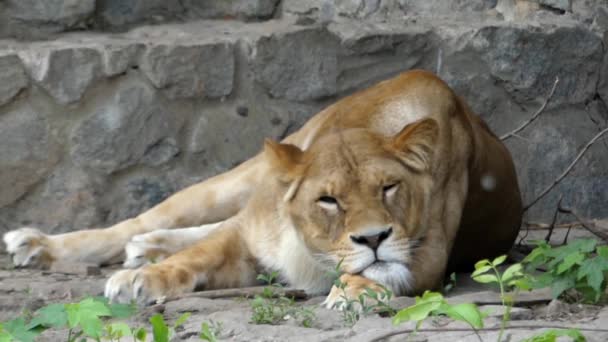 Frame Peace. une lionne se repose et dort. dans le ciel Poplar volant Fluff . — Video