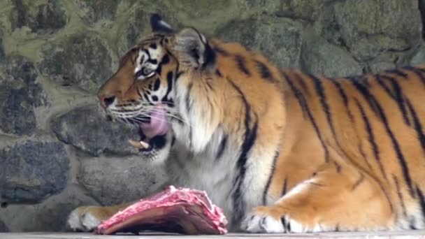 De tijger eet vlees en likt in Slow Motion. — Stockvideo