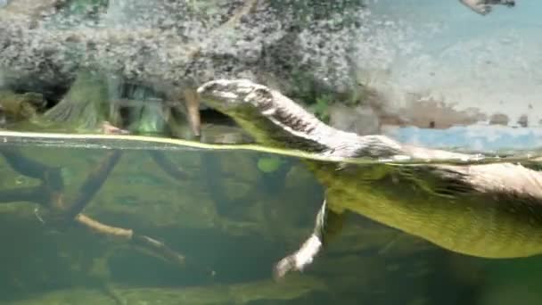 수족관에서 모니터 도마뱀 수영. — 비디오