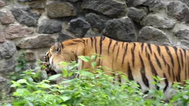 Anmutiger Gang eines Tigers in Zeitlupe. — Stockvideo