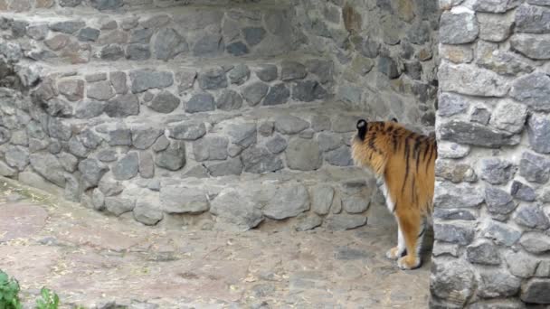 Anmutiger Gang eines Tigers in Zeitlupe. — Stockvideo