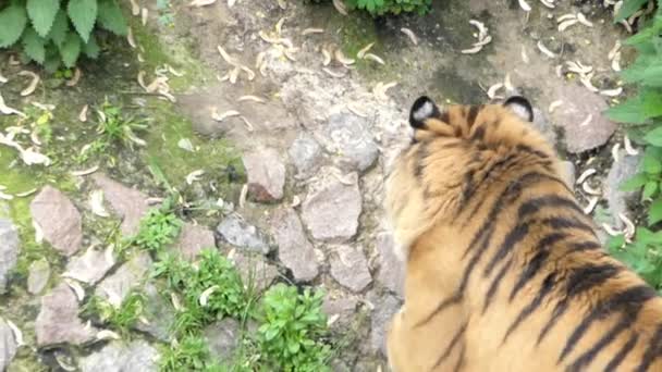 Grácil marcha de un tigre en cámara lenta . — Vídeo de stock