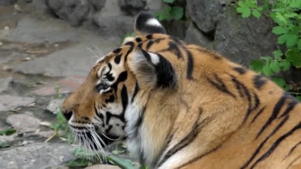 Tijger hoofd Closeup. — Stockvideo