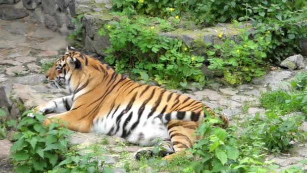 O tigre descansa e depois salta e corre . — Vídeo de Stock