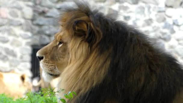 Amazing Animals: Big Lion Turns His Head at the Camera. — Stock Video