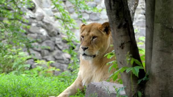 Lioness Resting Lying on Your Stomach. — Stock Video