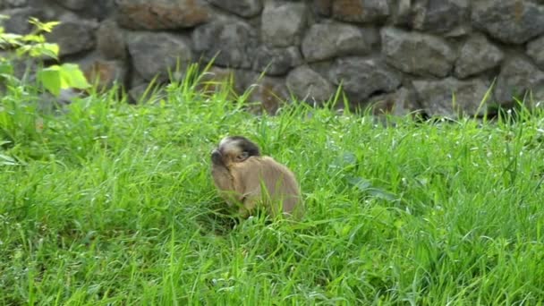 Capuchin Climbs Trees, Jumps and Moves in Slow Motion. — Stock Video