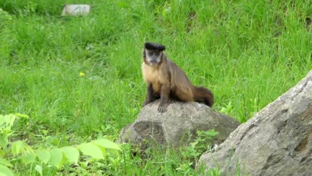 Egy kapucinus majom ül a földön. — Stock videók