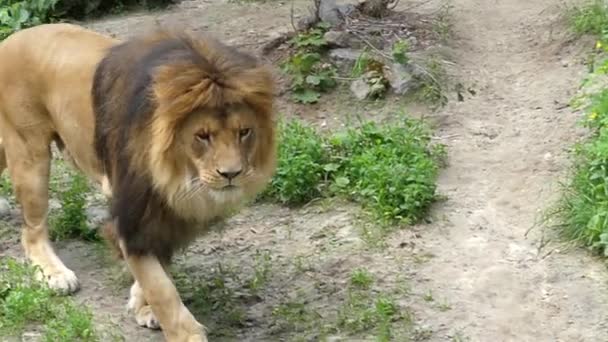 スローモーションで優美な雌のライオン。雌ライオンは地面の上を歩く. — ストック動画