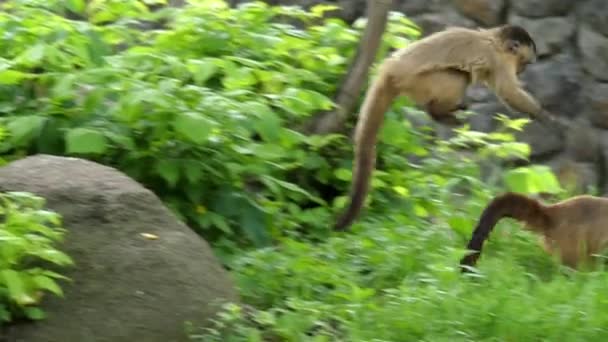 Capuchin tırmanıyor ağaçlar, atlar ve ağır çekimde hareket eder. — Stok video