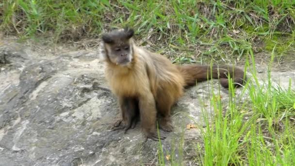 A Capuchin Monkey Sitting on the Ground. — Stock Video