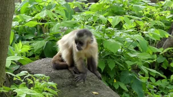 Capuchino trepa árboles, salta y se mueve en cámara lenta . — Vídeo de stock