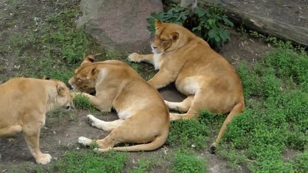 Lioness Playing With Each Other Biting His Ear. — Stock Video