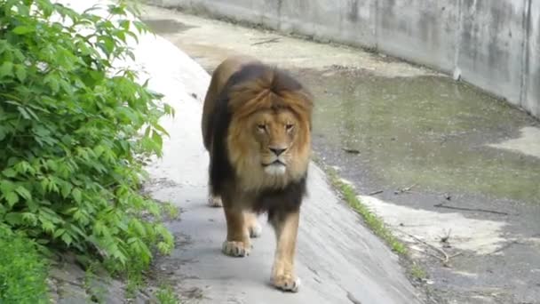 Stora lejon graciöst svepande marken. Zoomning. — Stockvideo