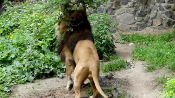 Löwe reibt sich an Baum, um Revier zu markieren. Zeitlupe. — Stockvideo